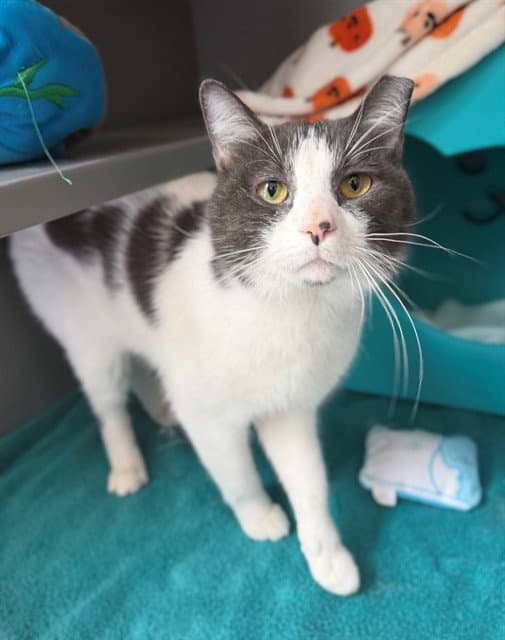 Goose - Domestic Medium Hair
