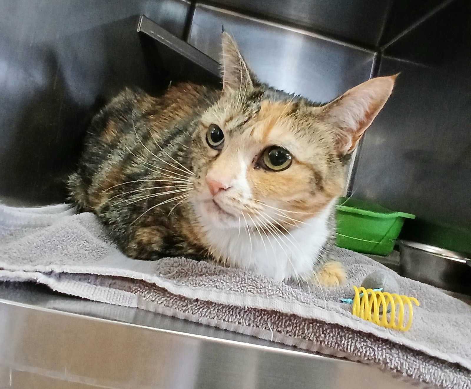 Athena - Calico