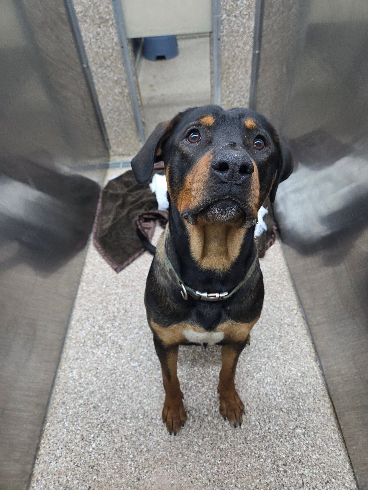 Rambo - Rottweiler