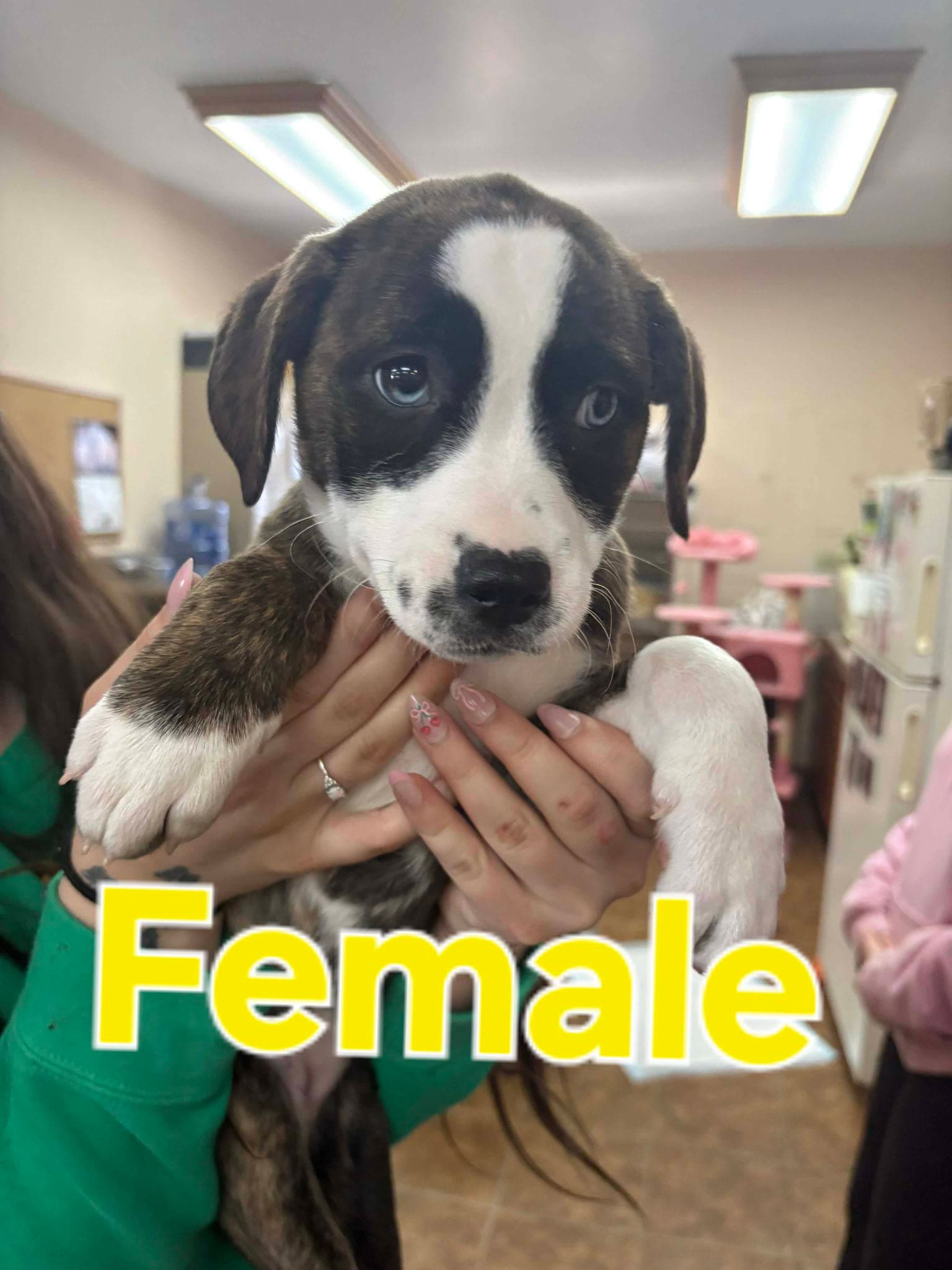Pit Bull Mix Pups - Pit Bull Terrier