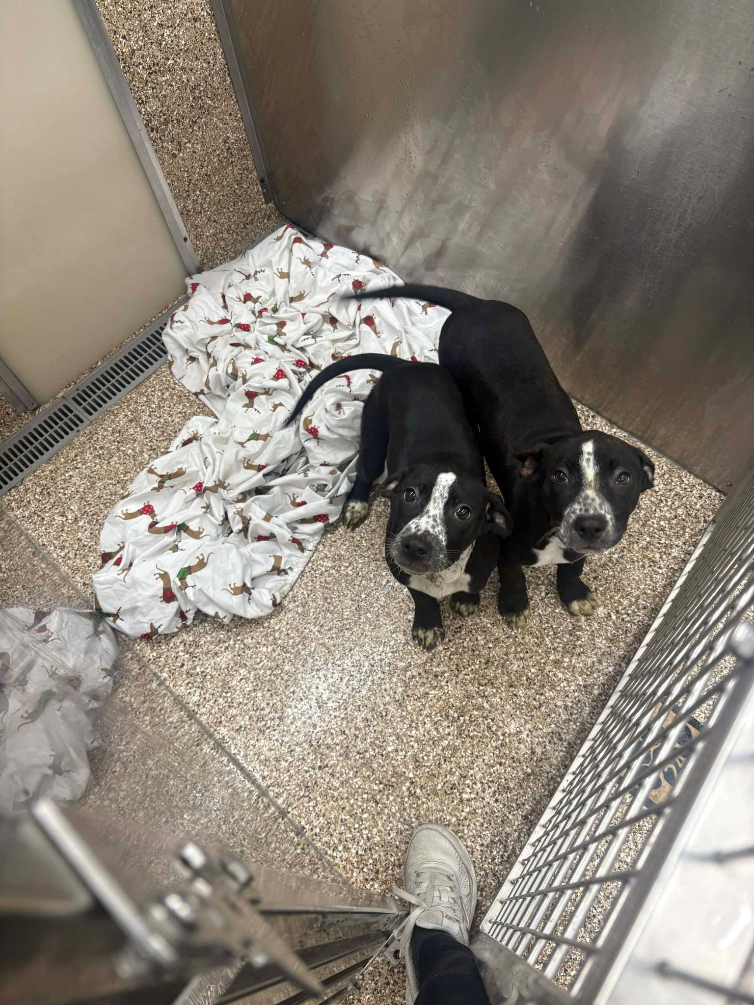 Heelerblack Lab Pups - Australian Cattle Dog/Blue Heeler