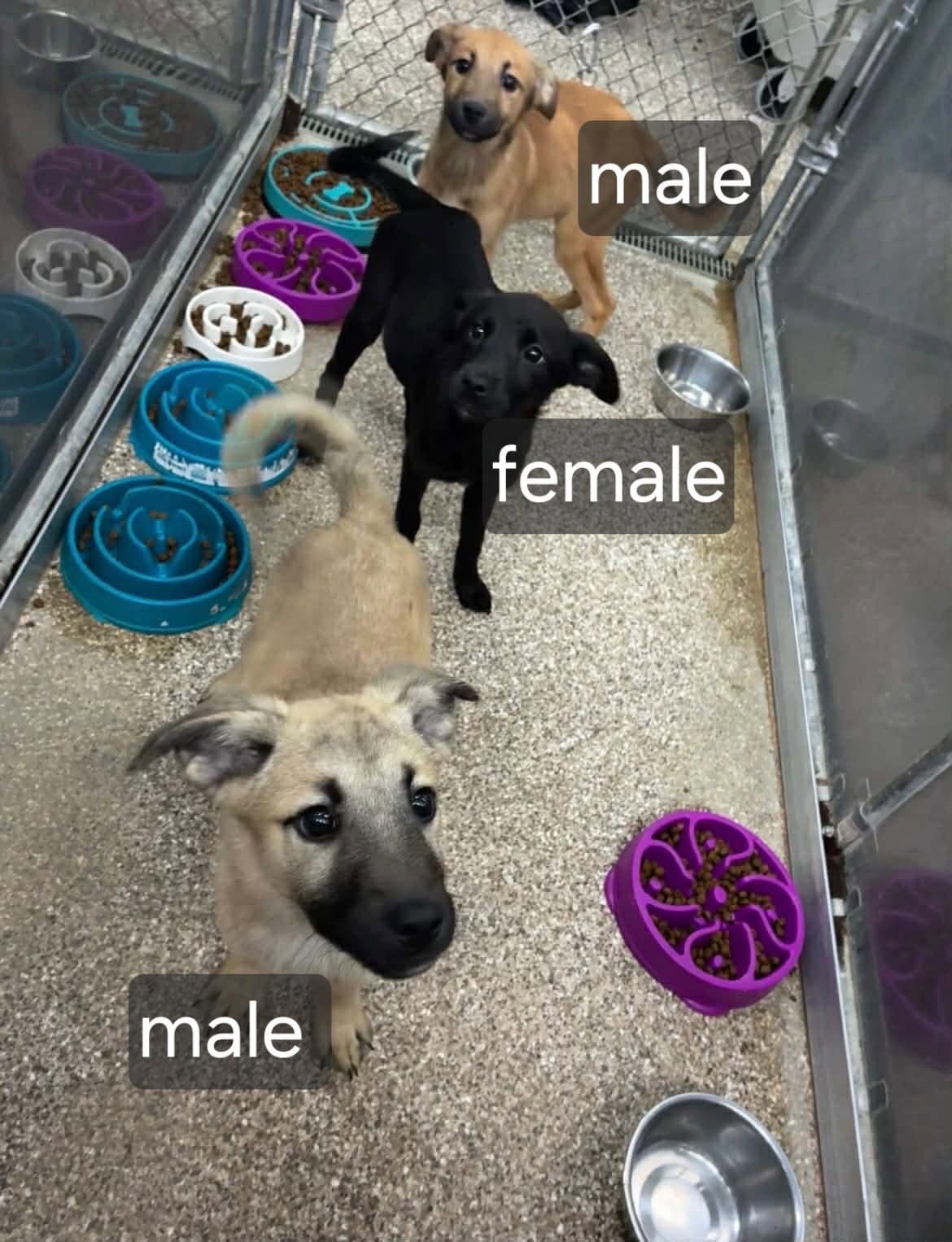 Black Lab Shepmix Pups - Black Labrador Retriever
