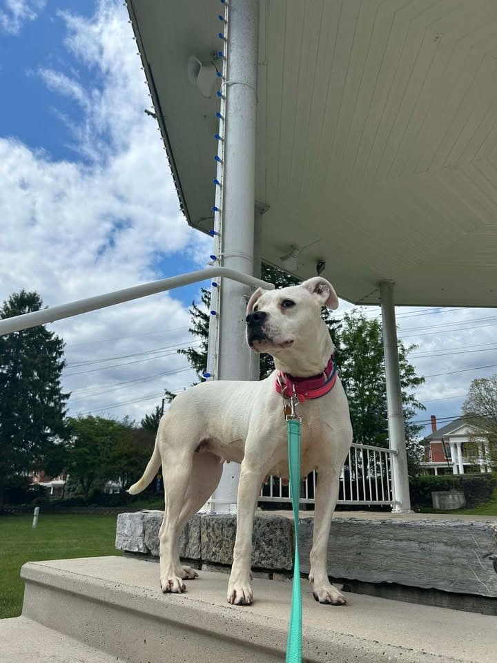 Paisley - Dogo Argentino