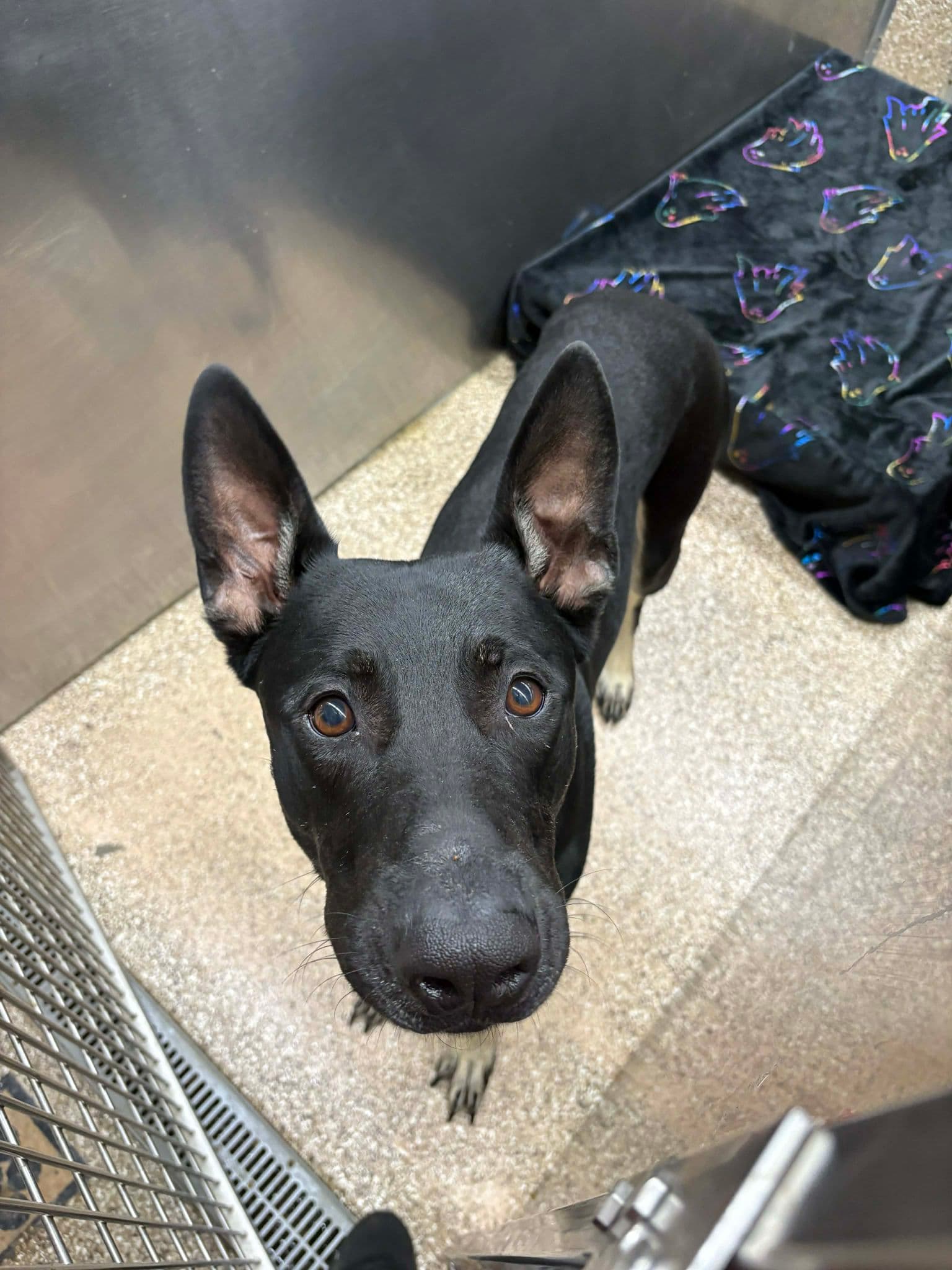 Xavier - Doberman Pinscher