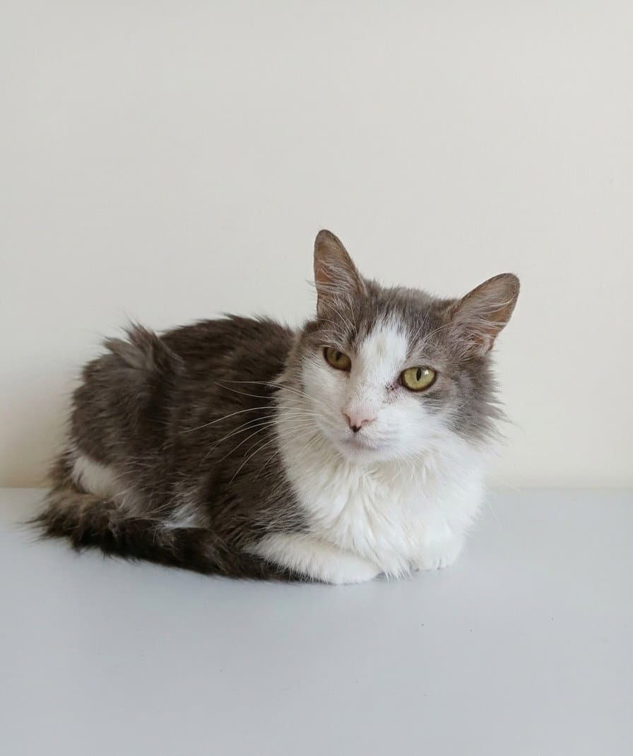 Greyson - Tabby