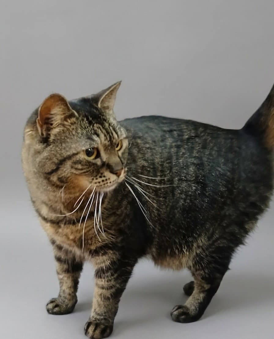 Nina - Tabby