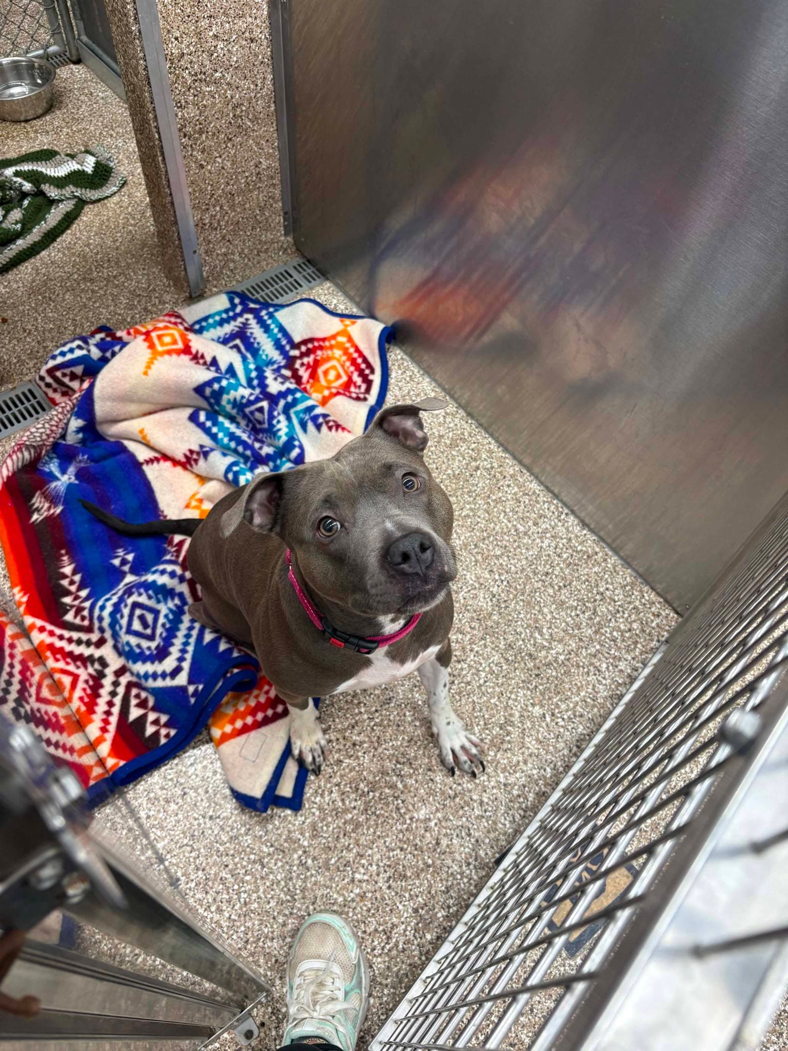 Lulu - Pit Bull Terrier