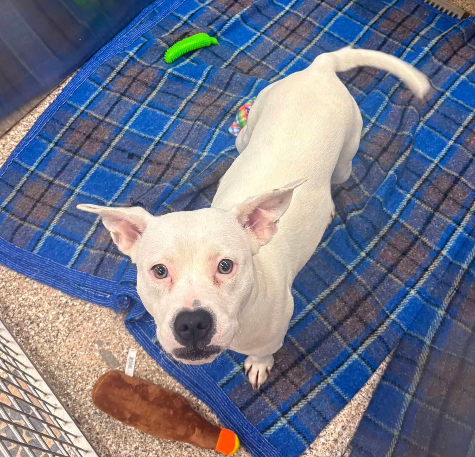 Sabine - Pit Bull Terrier
