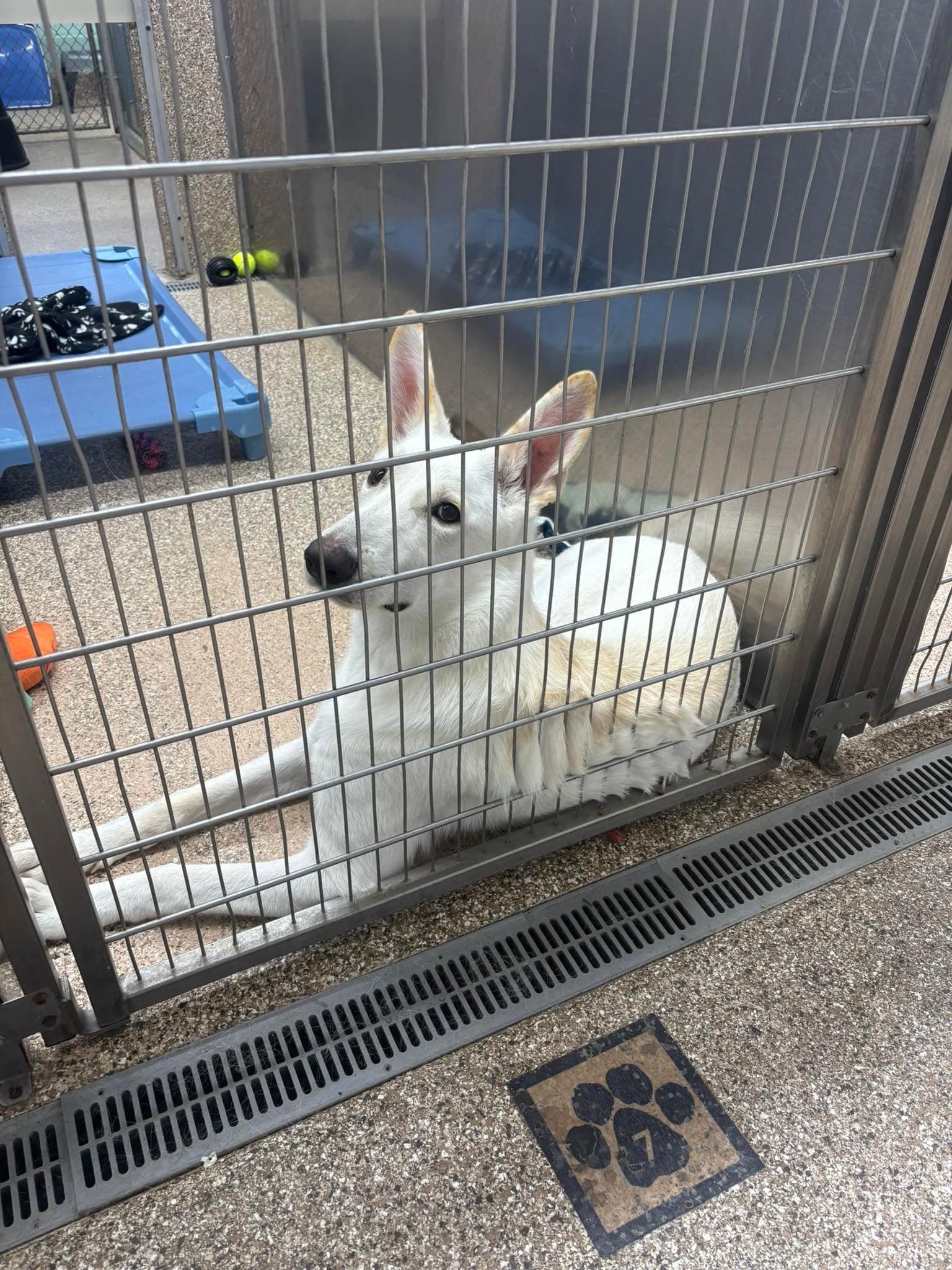 Female Shepherd Mix - White German Shepherd
