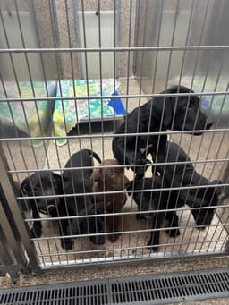 Pit Mix Puppies image 1
