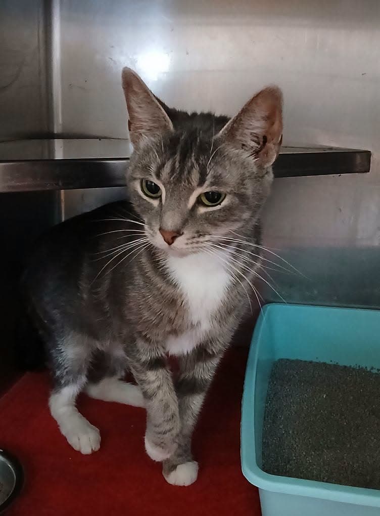 Molly - Tabby
