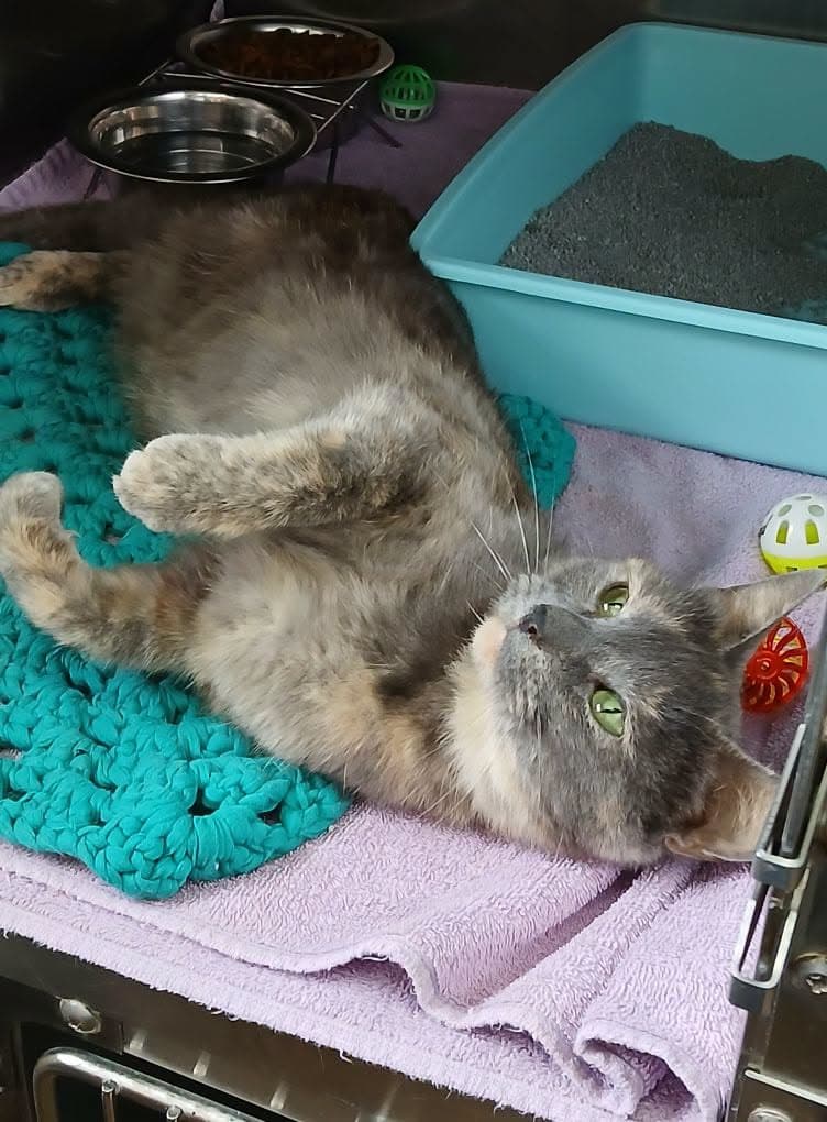 Maggie - Dilute Tortoiseshell