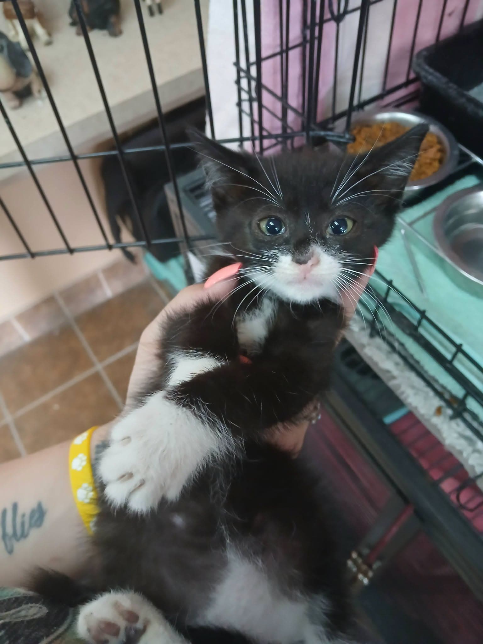Luigi - Domestic Short Hair
