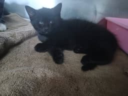 Female Kittens-Blackwhite image 1