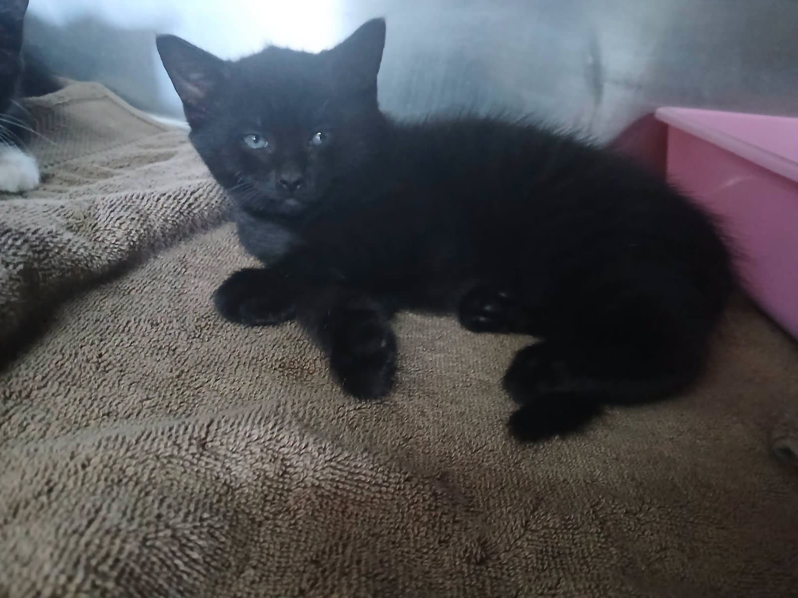Female Kittens-Blackwhite - Domestic Short Hair