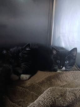 Female Kittens-Blackwhite image 2