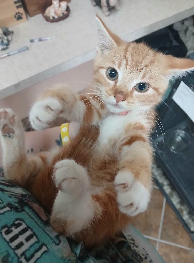 More Kittens - Tabby