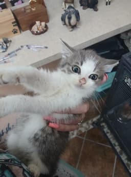 More Kittens image 4