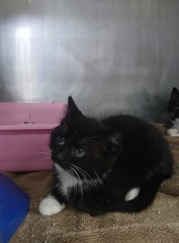 Female Kittens image 1