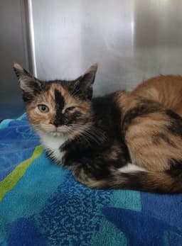 Female Kittens image 2