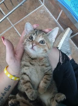 Female Kittens image 3
