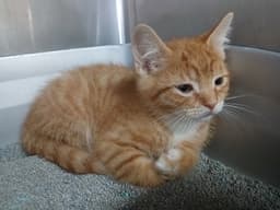 Two Orange Boy Babies image 1