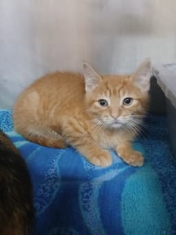 Two Orange Boy Babies image 2