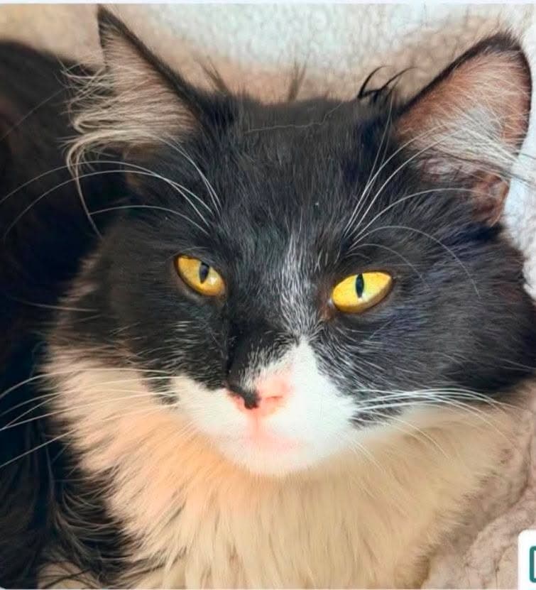 Five Oh - Domestic Medium Hair