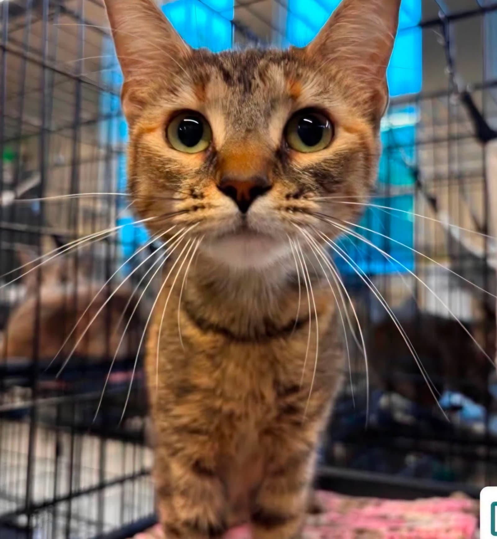 Ariel - Tabby