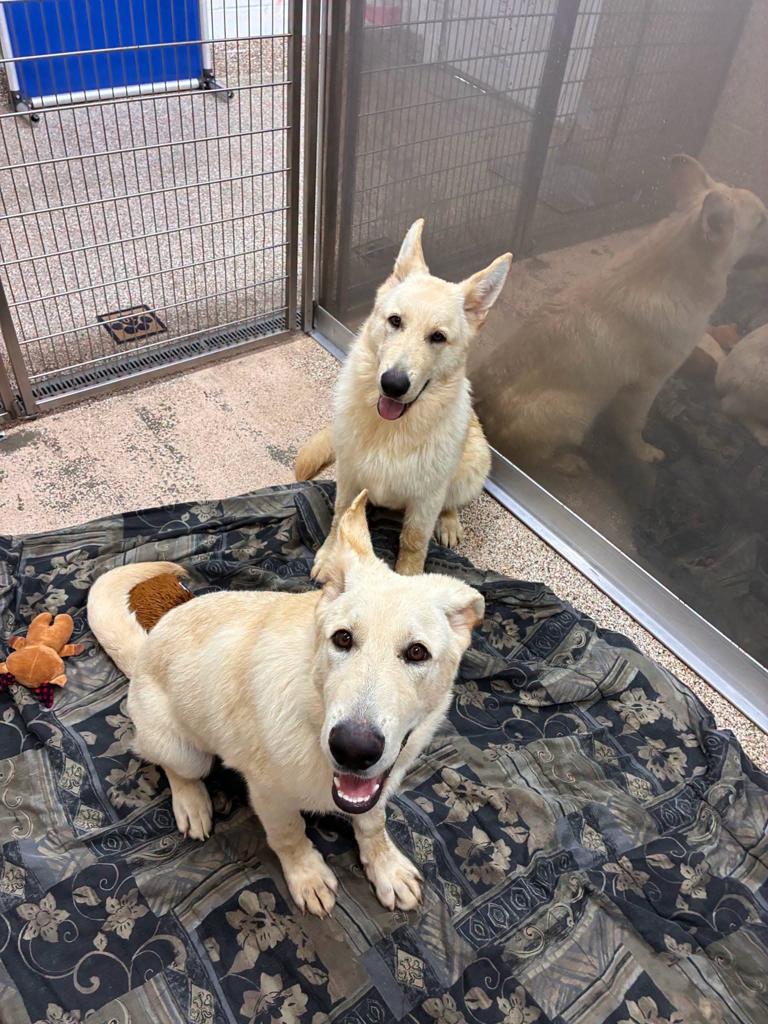 Fluff And Kane - White German Shepherd