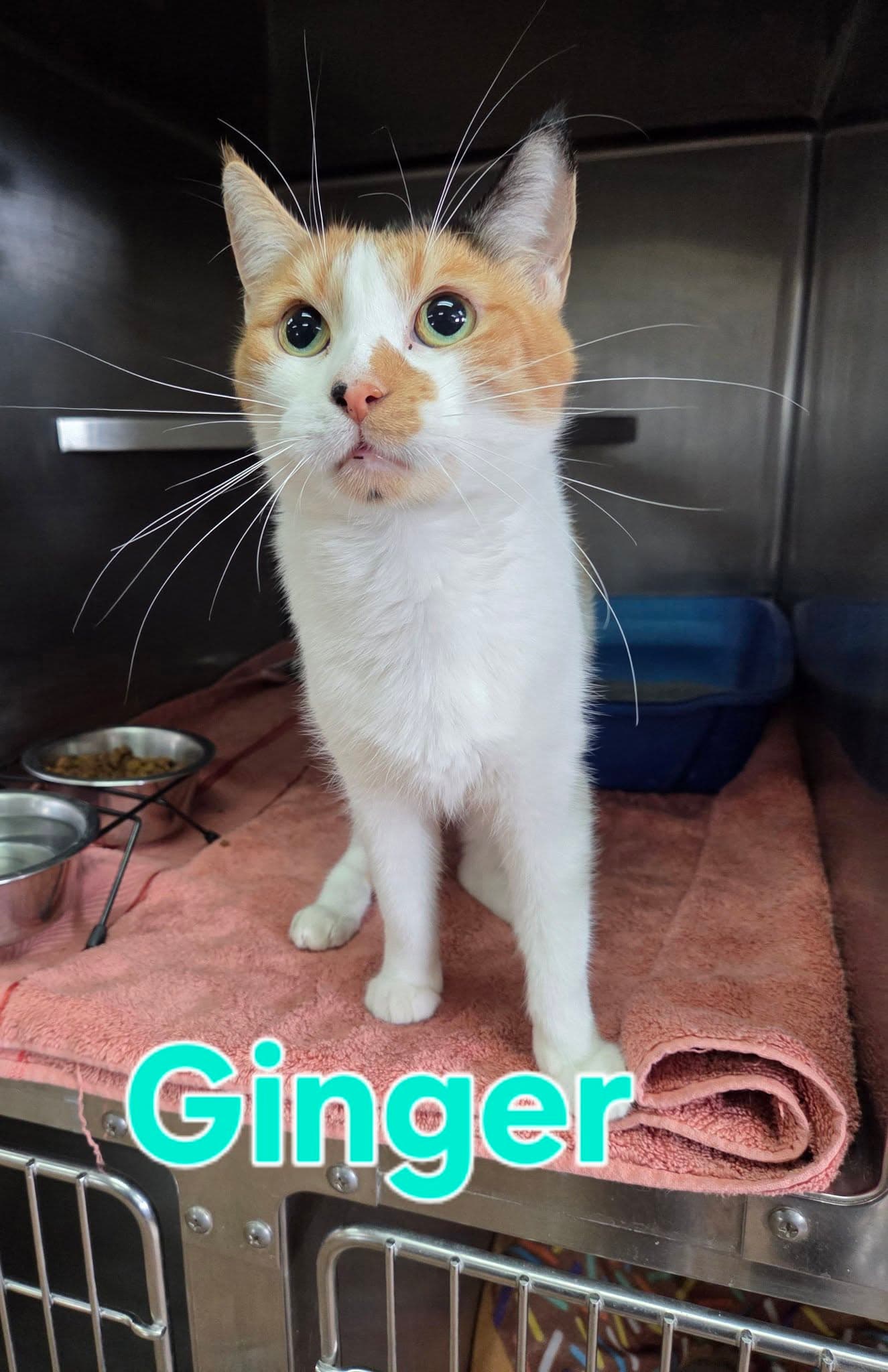 Ginger - Calico