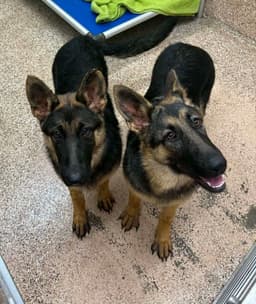 Reina And Arya image 1