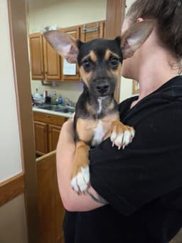 Charlie image 1
