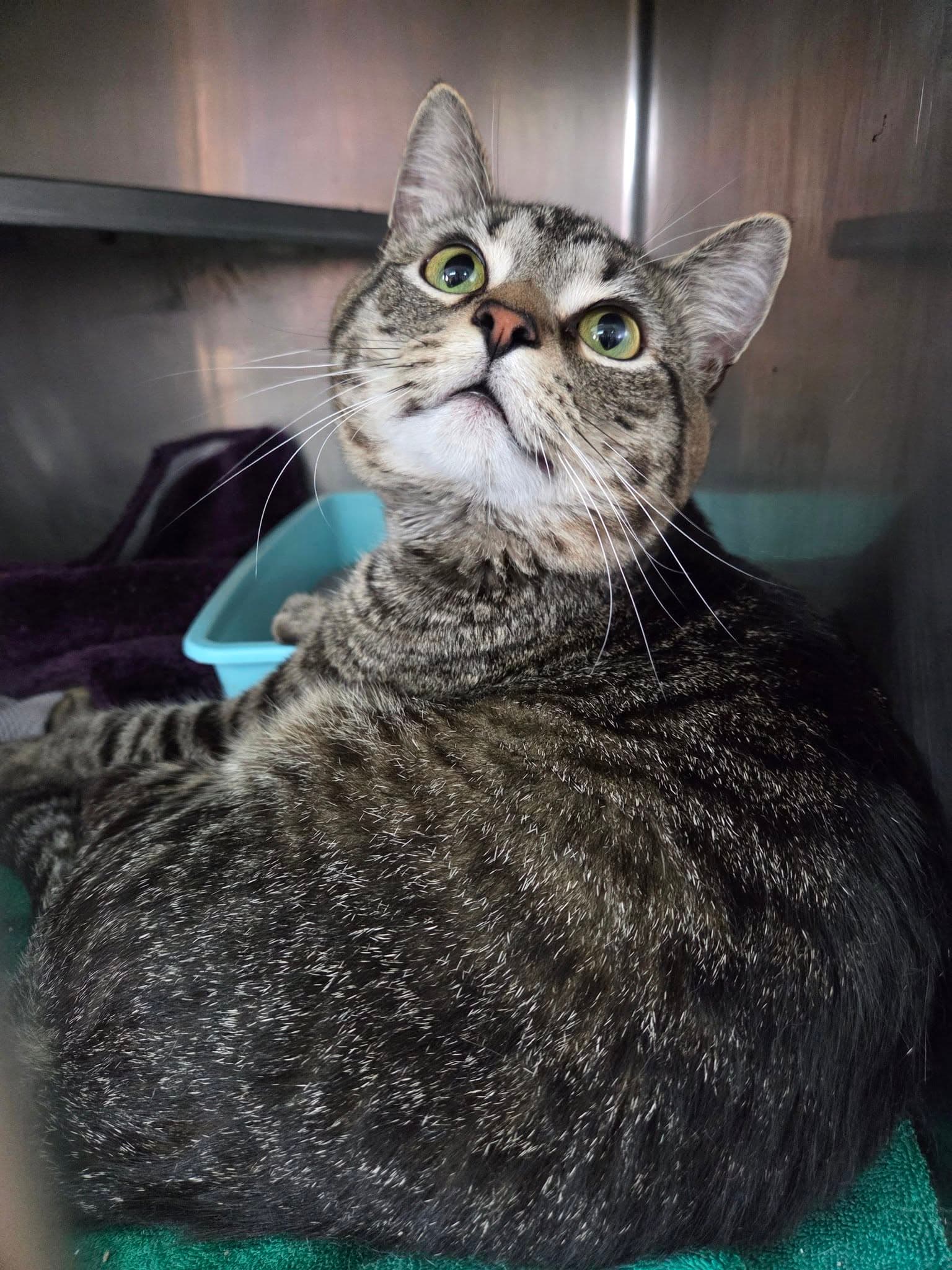 June - Tabby