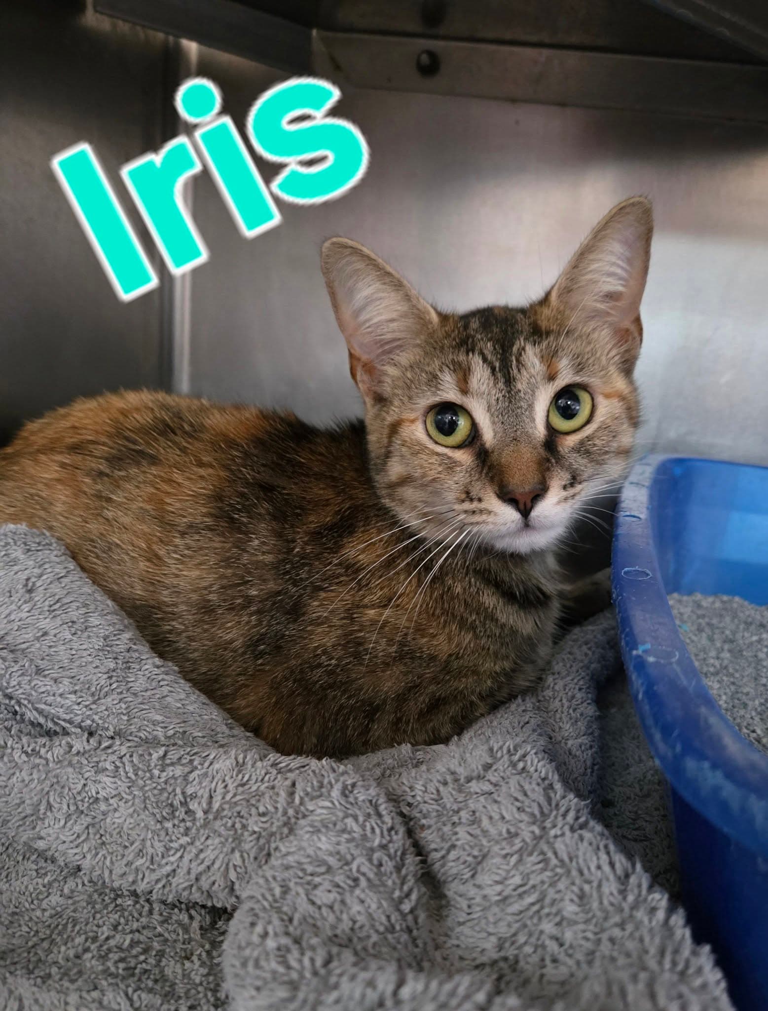 Iris - Tabby