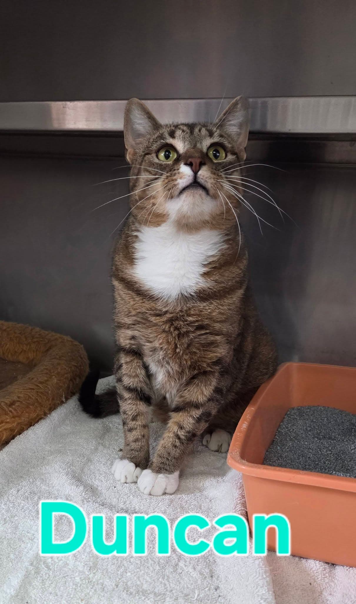 Duncan - Tabby
