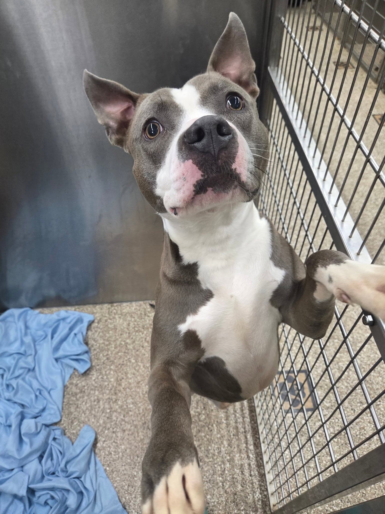 Harvey - Pit Bull Terrier
