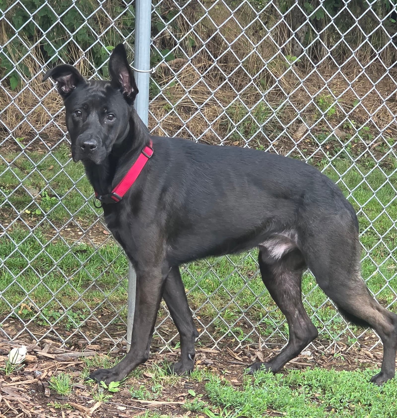 Winston - German Shepherd Dog