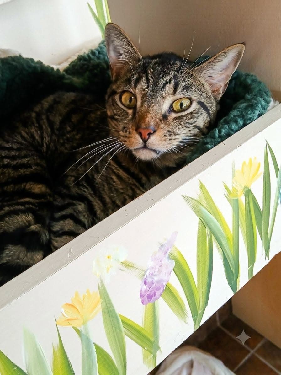 Thor - Tabby