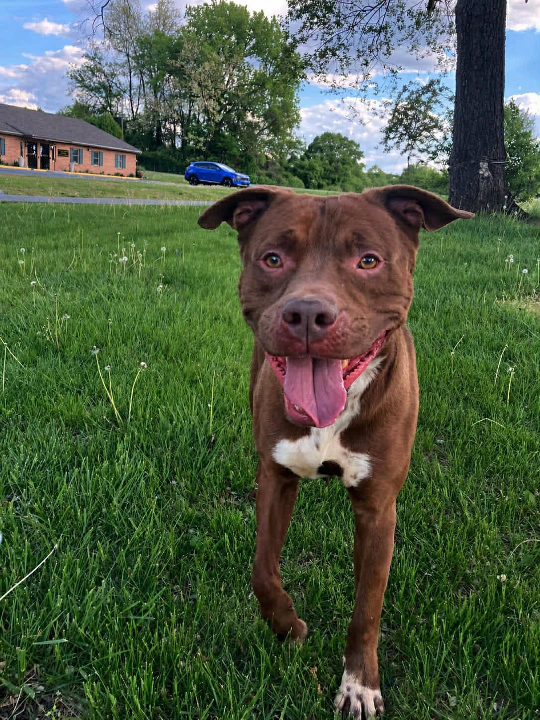 Warner - Pit Bull Terrier
