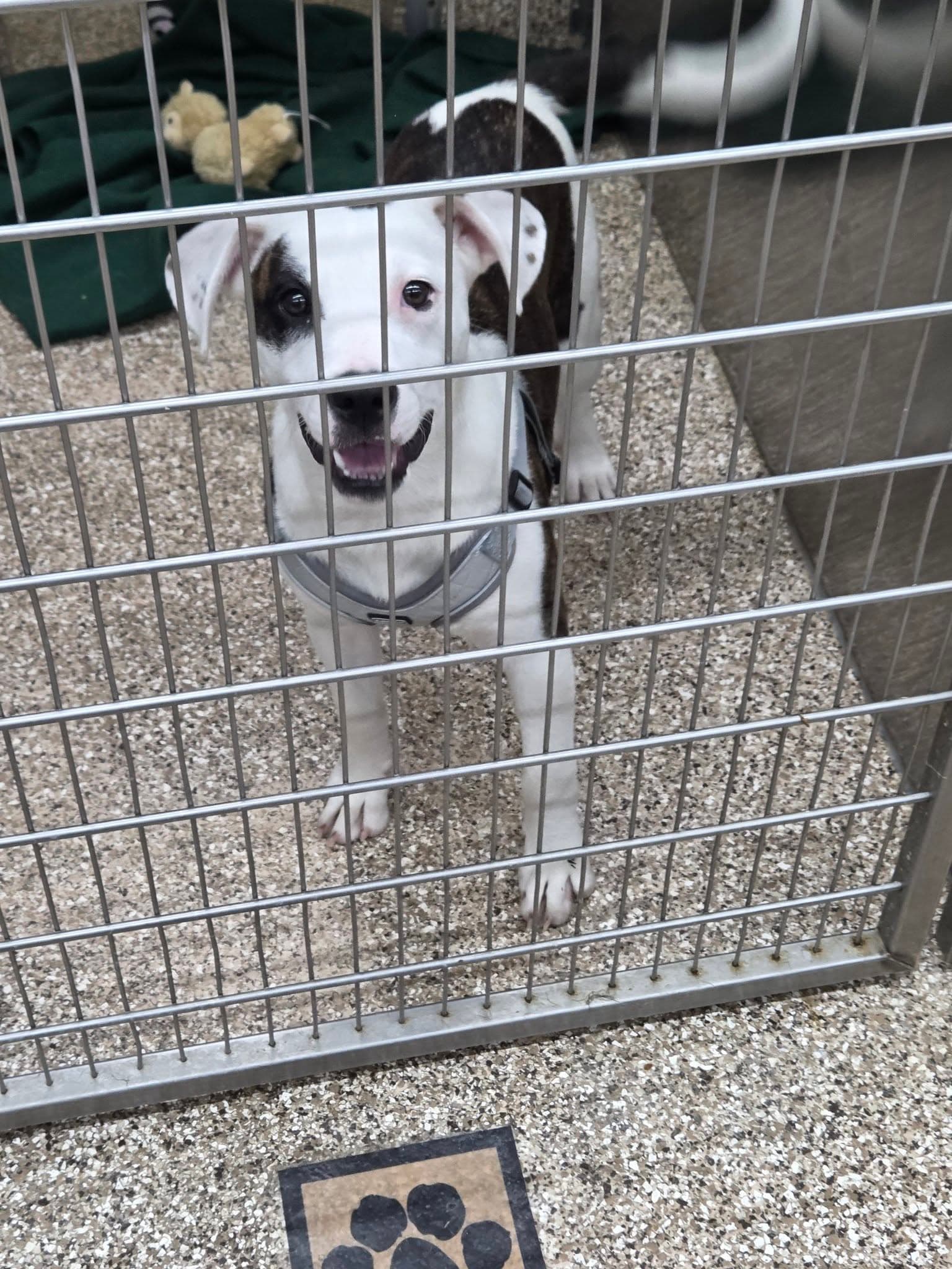 Sienna - Hound