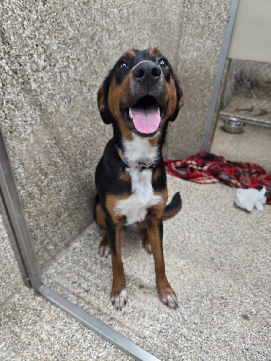 Amber - Hound