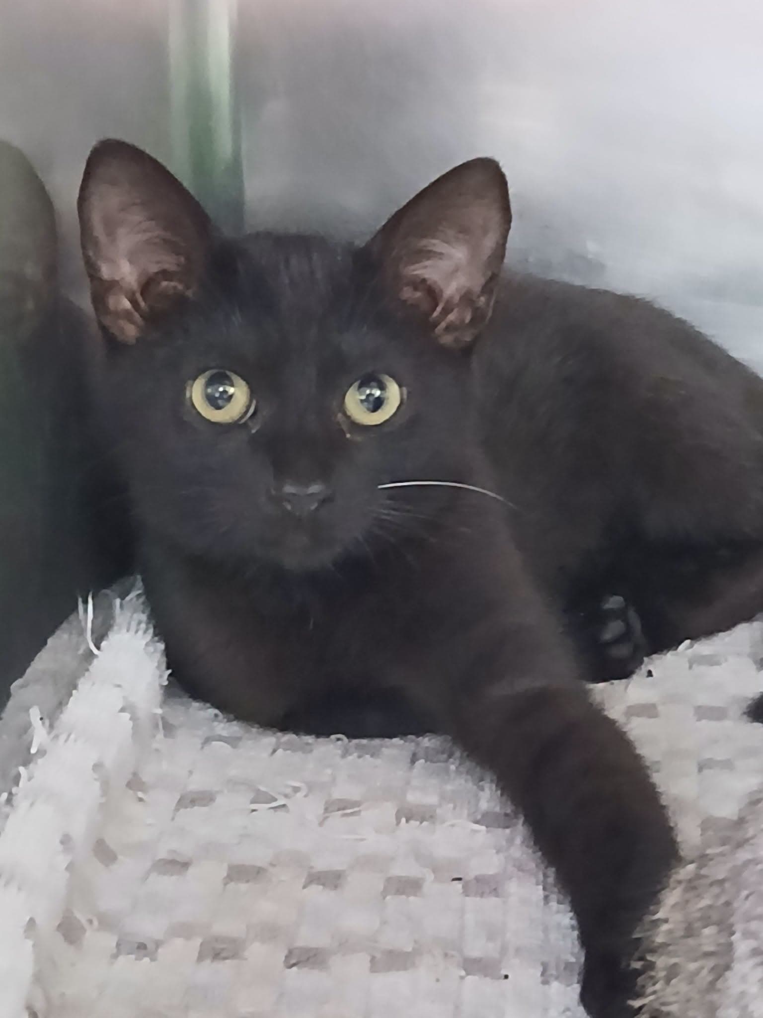 Buckwheat - Domestic Short Hair
