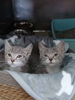 Oliver And Tobias image 1