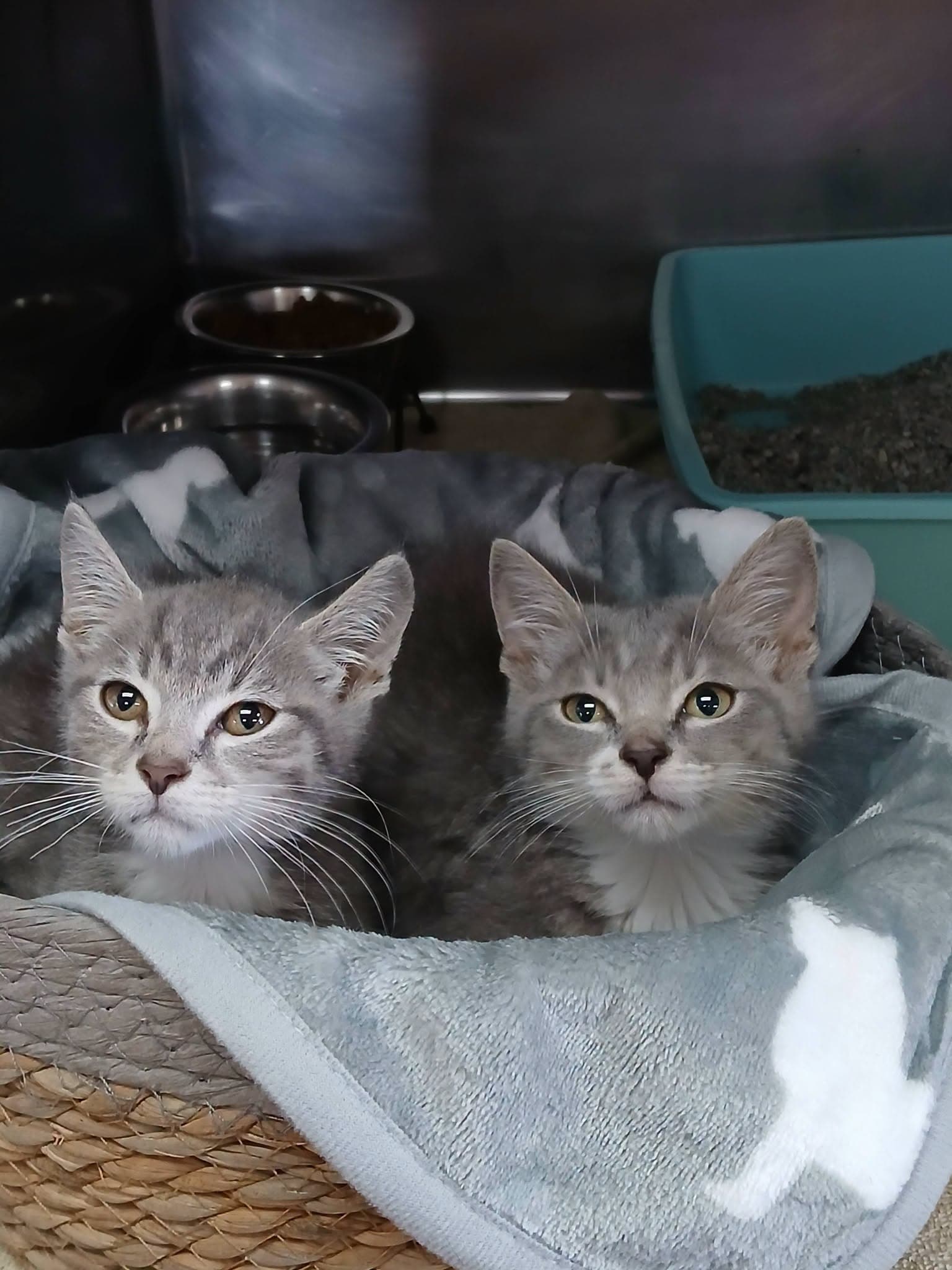 Oliver And Tobias - Tabby