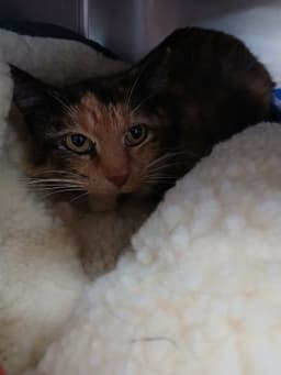 Debra image 1