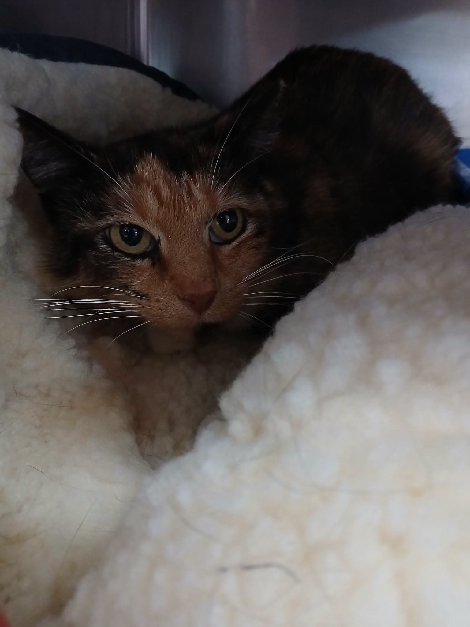 Debra - Calico