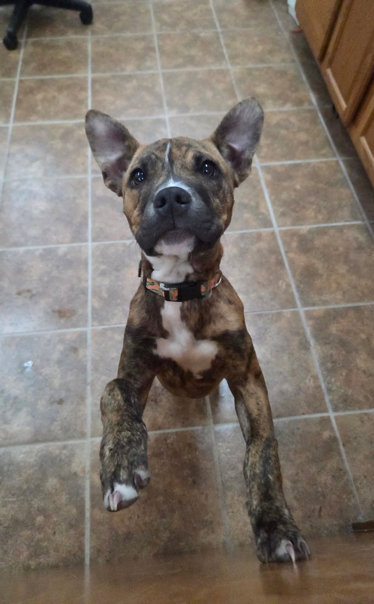 Brutsky - Pit Bull Terrier