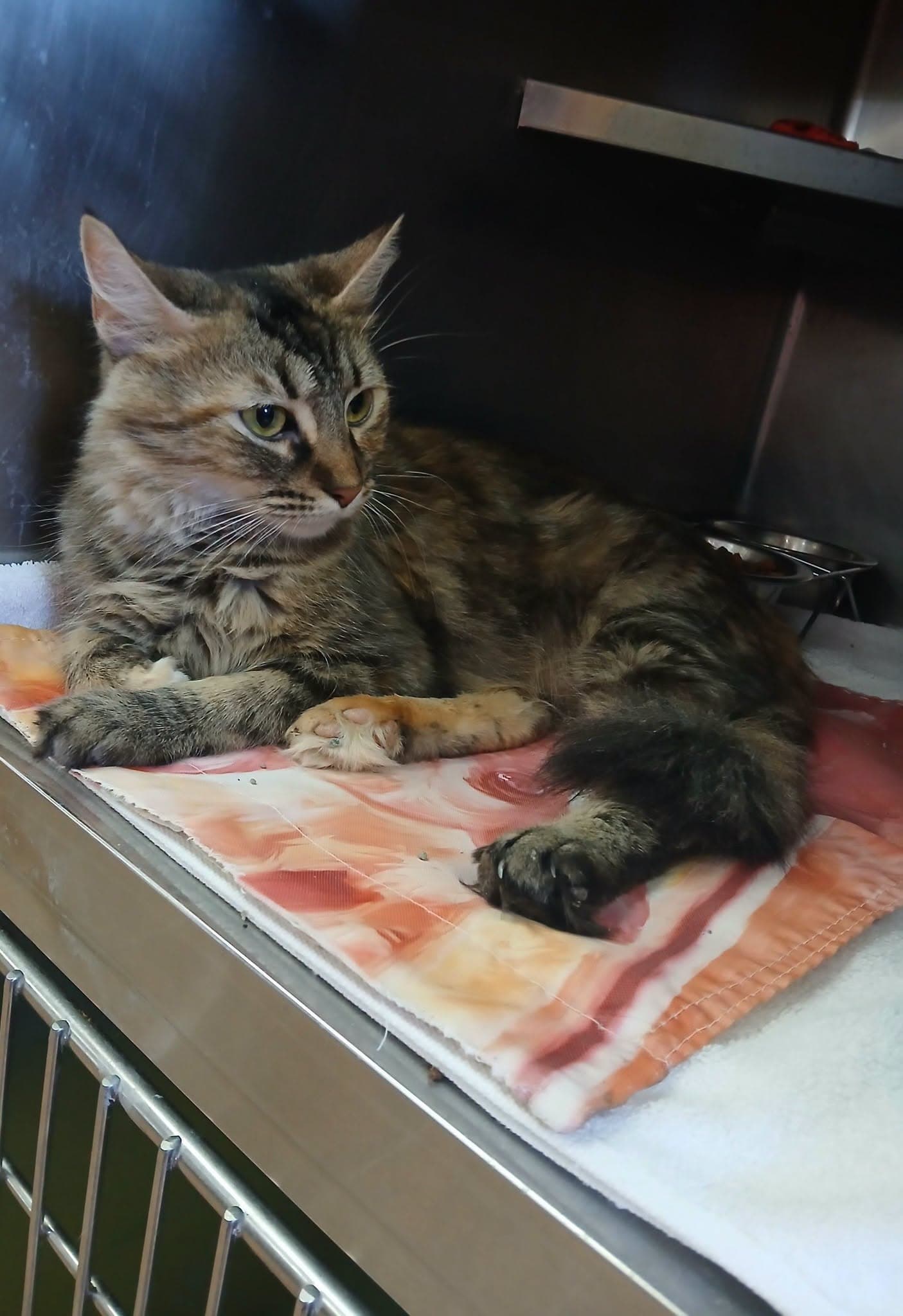 Coraline - Tabby