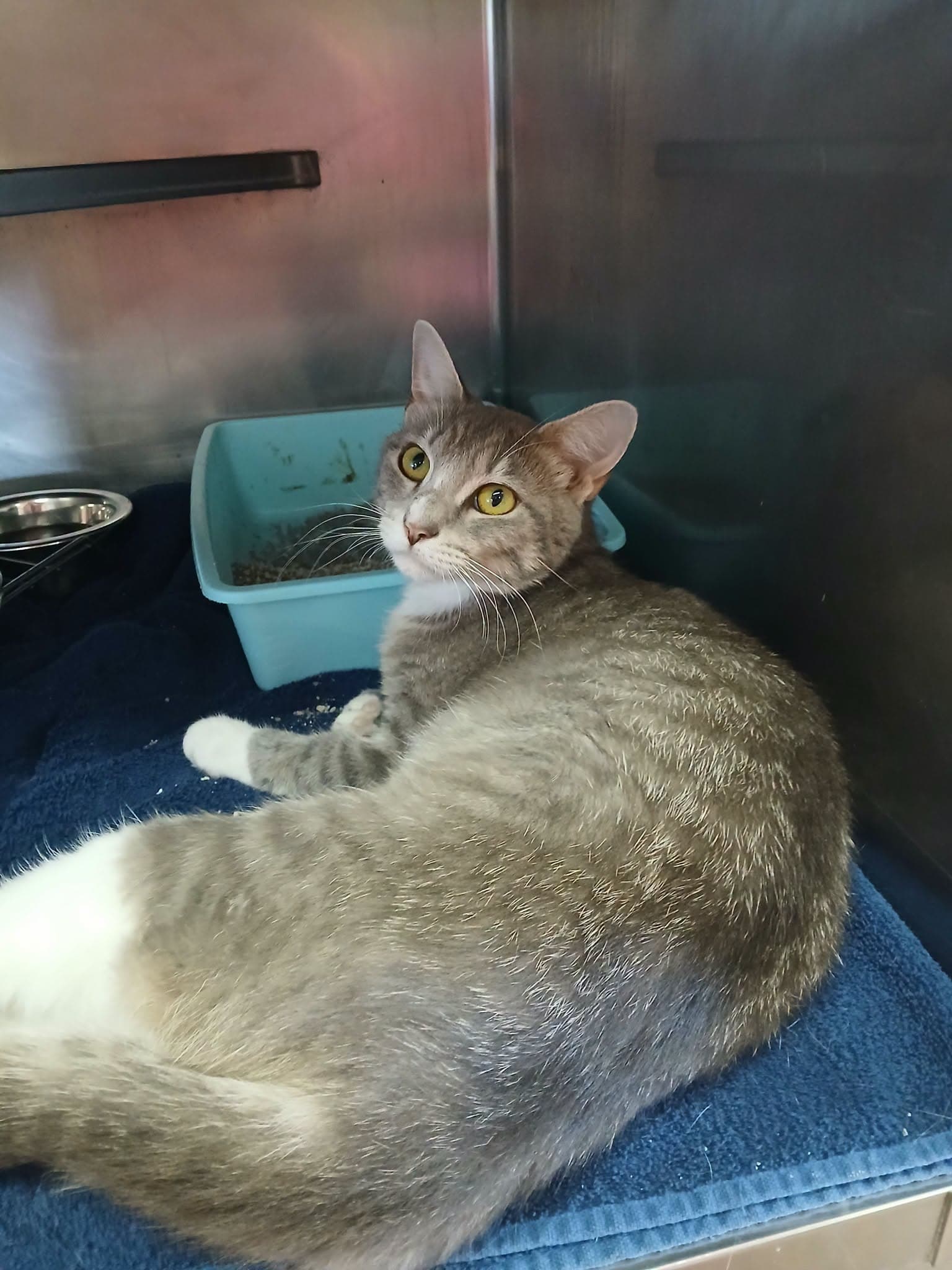 Rosie - Domestic Medium Hair